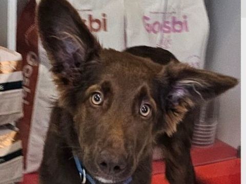 ORUS 300 27620 Gasny