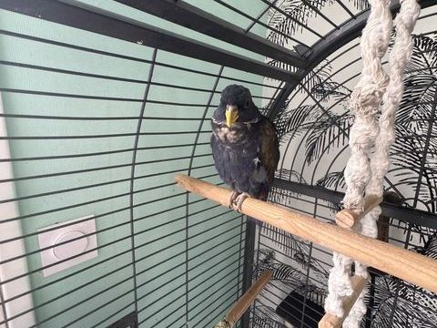 Pionus chalcopterus( pionce a ailes de bronze) 500 35800 Dinard