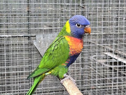 Couple Loris de Swainson 450 83330 Le castellet