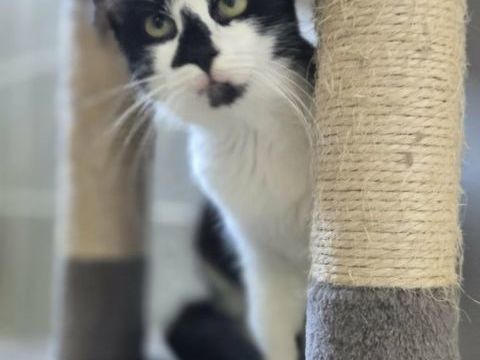 Clairette jeune chatte tres sympa cherche adoptants 140 11000 Carcassonne