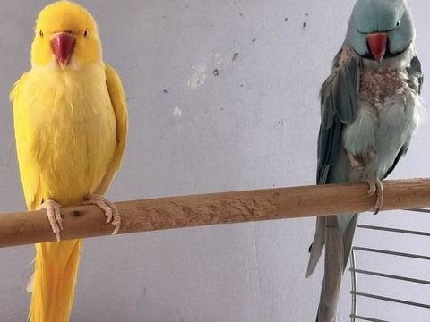 de deux perruches &agrave; collier (bleue et jaune) 500 78000 Versailles