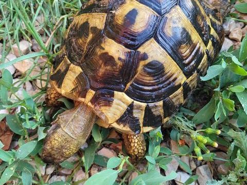 Tortue de terre 100 84800 L'isle-sur-la-sorgue