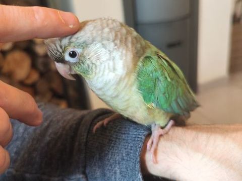 Conure de molina eam 300 34750 Villeneuve-ls-maguelone