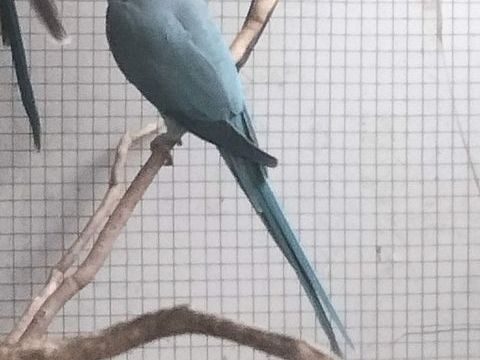 Céder perruche à collier 100 07200 Aubenas