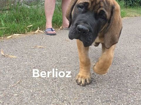 Chiots mastiffs 1500 58800 Corbigny
