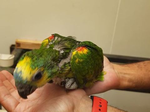 amazone a front 1100 83000 Toulon