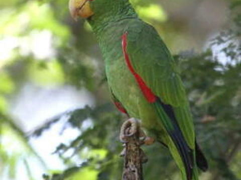 Couple d Amazone a front blanc  2000 13380 Plan-de-cuques