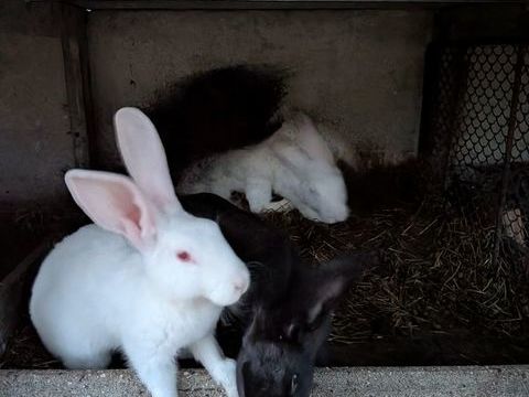 Lapin m&acirc;les 15 40110 Morcenx
