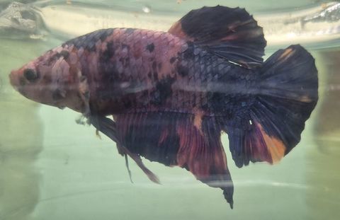 Poisson betta plakat Geant 35 95190 Goussainville