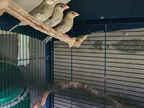 Padda de java &agrave; Caudrot 33 30 33490 Caudrot