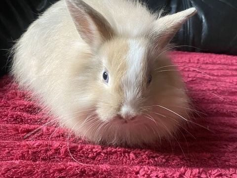 Lapin nain angora 10 02700 Mennessis