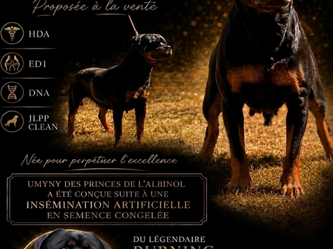 FEMELLE ROTTWEILER LOF 1300 81660 Pont-de-larn