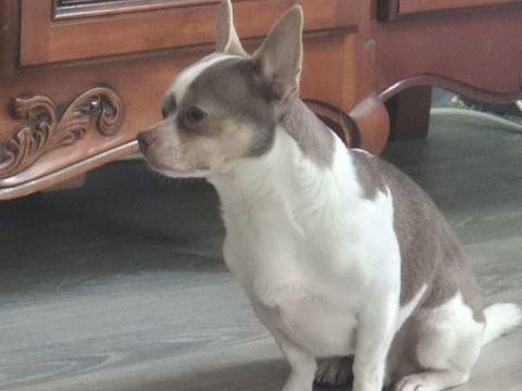 Chihuahua m&acirc;le donnerai 0 95140 Garges-lès-gonesse
