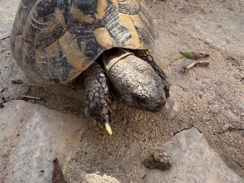 tortues de terre 120 83140 Six-fours-les-plages