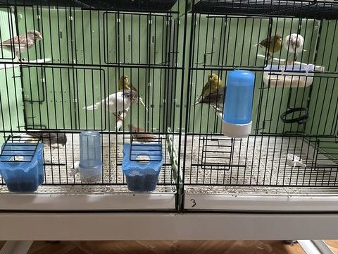  canaris de chant timbrado classique  50 38118 Hires-sur-amby