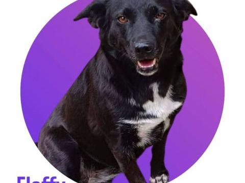 Notre adorable tripattes FLAFFY cherche sa famille pour la vie 300 28250 Senonches