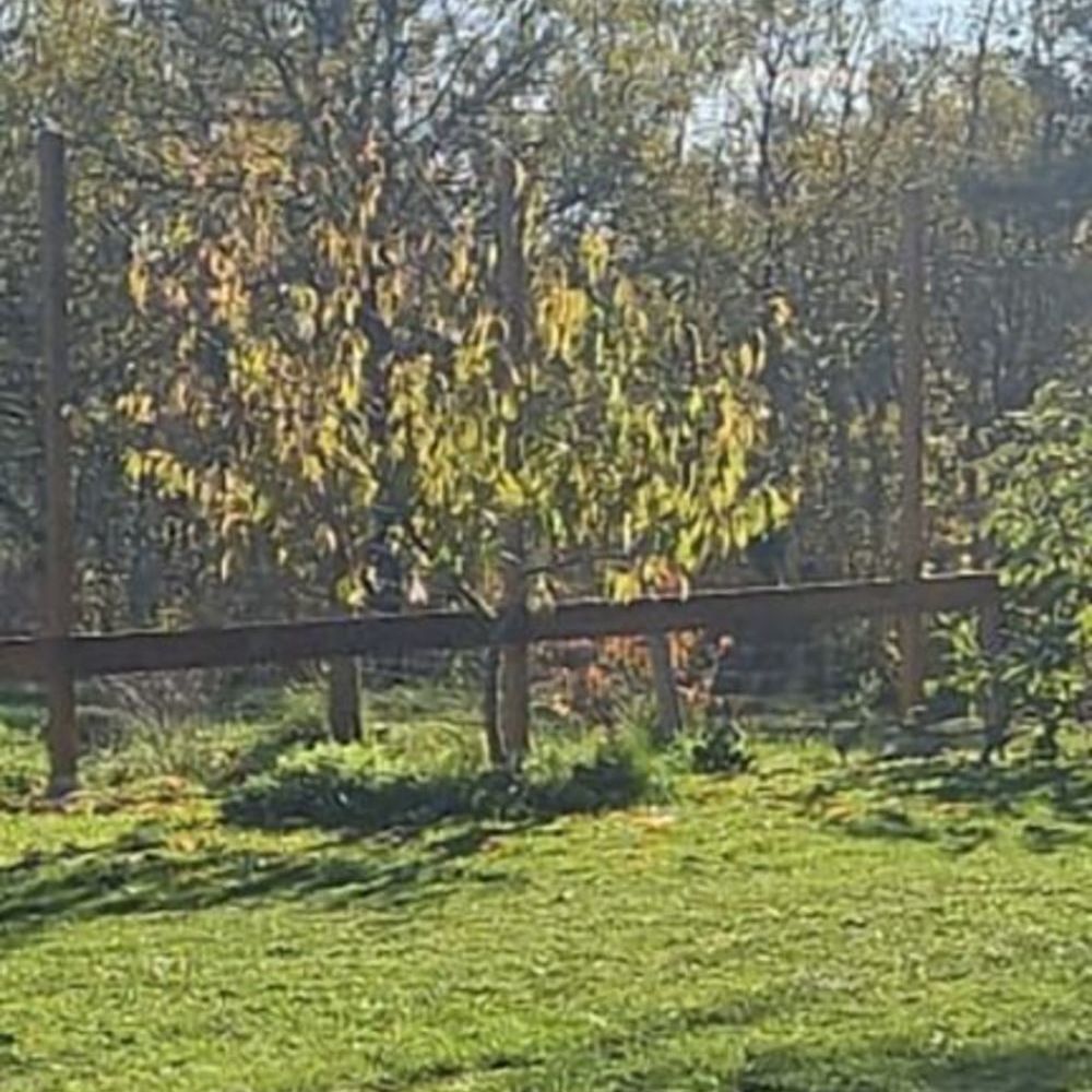 Maisons neuves   Louchats (33125)