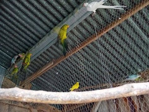 perruches princesse de galle et m&eacute;lanures 70 51130 Villeseneux