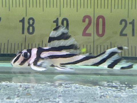 hypancistrus zebra 3cm ou 4cm 50 57180 Terville