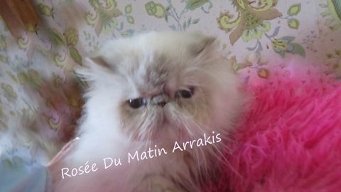 Femelle persan LOOF 660 10700 Trouans