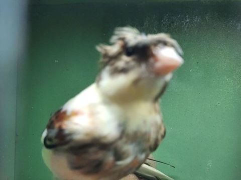 OISEAU CANARI ARLEQUIN HUPPE 45 78520 Limay