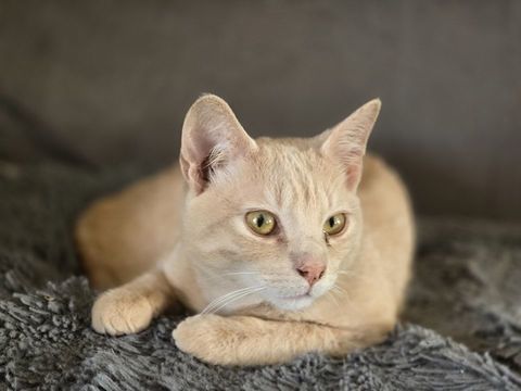 URBAN 210 27140 Gisors