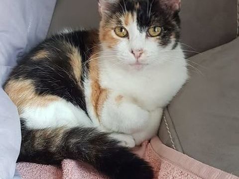 Chat MERINGUE à l adoption 200 30200 Bagnols-sur-cze