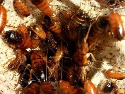 Donne blattes red runner 0 38134 Saint-joseph-de-rivire