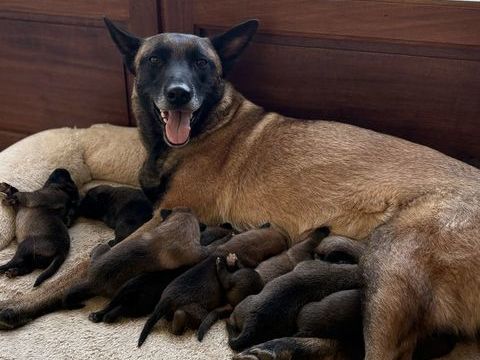 Chiots malinois 0 31350 Charlas