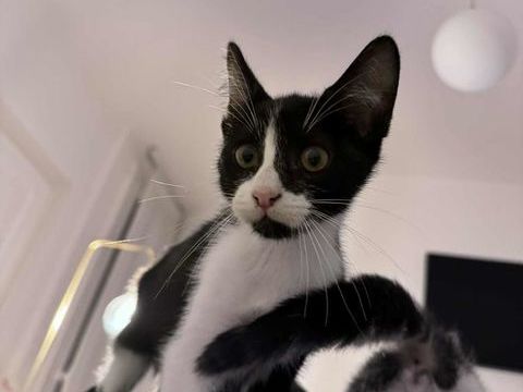 Charbon : un petit c�ur pr&ecirc;t &agrave; trouver son foyer pour la vie 180 92700 Colombes