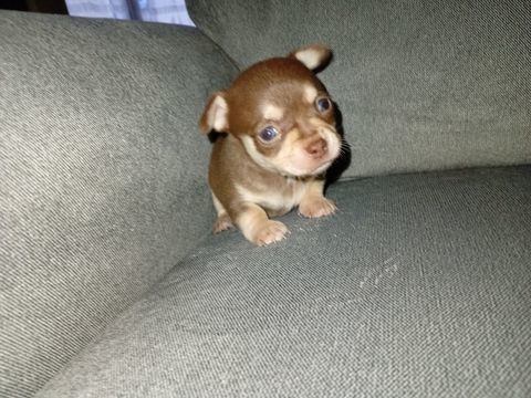 Chiot chihuahua 0 85220 Co�x