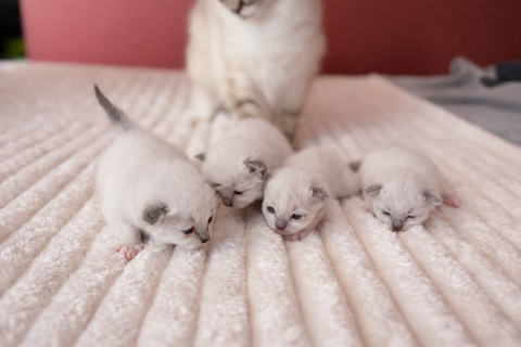  4 chatons Sacr&eacute; de Birmanie LOOF &agrave; r&eacute;server  1100 27350 Brestot