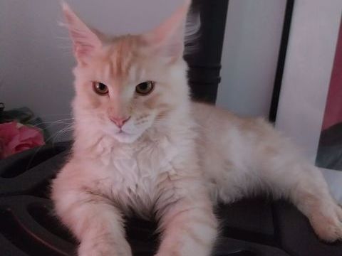 Chaton pure race Maine coon 950 31570 Sainte-foy-d'aigrefeuille