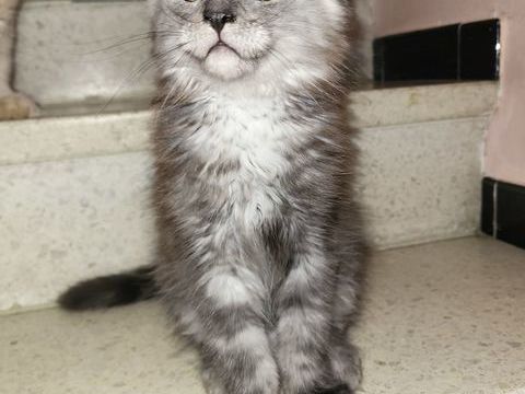 3 adorable maine coon 3 mois loof 1000 82130 L'honor-de-cos