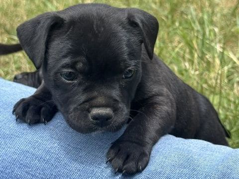 magnifique chiots staffie LOF 1200 33290 Blanquefort