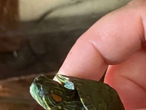 tortue bassin 30 13630 Eyragues