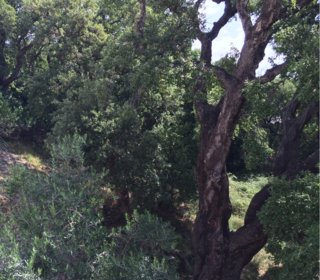  Terrain � vendre 1023 m� Sisco