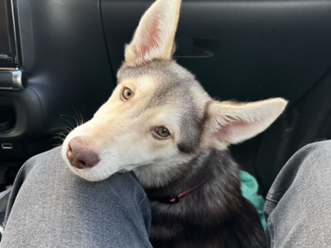 Don husky
0 78440 Gargenville