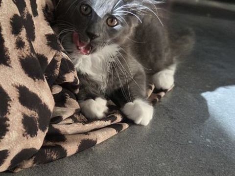 Femelle LOOF Maine Coon  1350 44800 Saint-herblain
