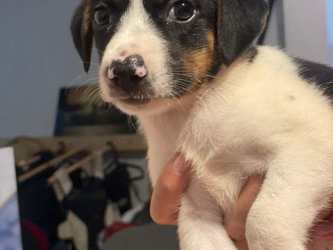 Only, femelle Xborder collie née le 09/10/2025 300 18000 Bourges