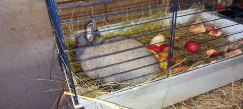 Lapin nain 0 42700 Firminy