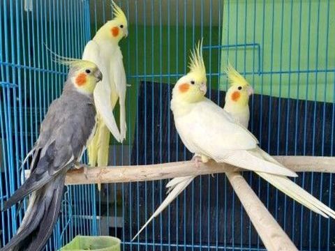 Tr&egrave;s Belles Perruches Calopsitte Adultes EPP Bagu&eacute;s 25,24,23 69 94450 Limeil-br�vannes