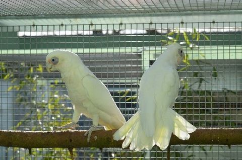 Cacatoès à il nu - Couple indissociable 4 FOIS SANS FRAIS 1590 35136 Saint-jacques-de-la-lande
