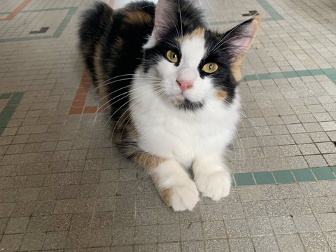 Vola 230 44000 Nantes