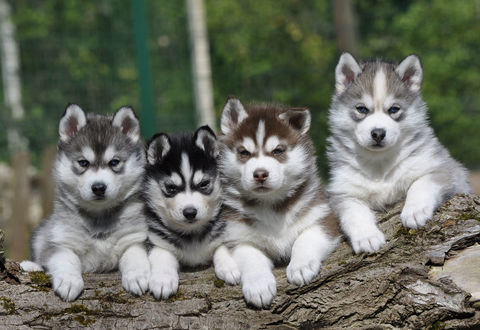 Superbes chiots Husky de Sib&eacute;rie LOF 1500 78970 M�zi�res-sur-seine