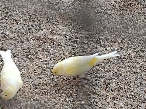 canari mosaïque jaune 25 28160 Brou