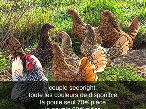 poule de race 60 31380 Montastruc-la-conseillre