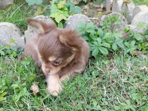 chihuahua M&acirc;le poil long disponible MAINTENANT 850 02440 Montescourt-lizerolles