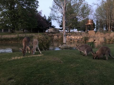 Wallaby de Benett
300 40390 Saint-martin-de-seignanx