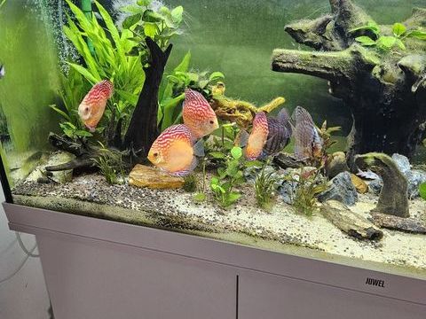 Aquarium et meuble Juwel 450 mètres avec poissons 400 09100 Pamiers